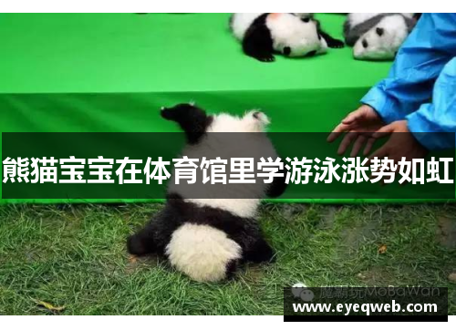 熊猫宝宝在体育馆里学游泳涨势如虹